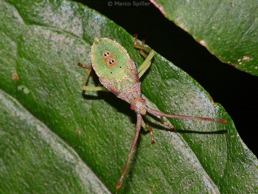 ninfa di Gonocerus acuteangulatus (Coreidae)